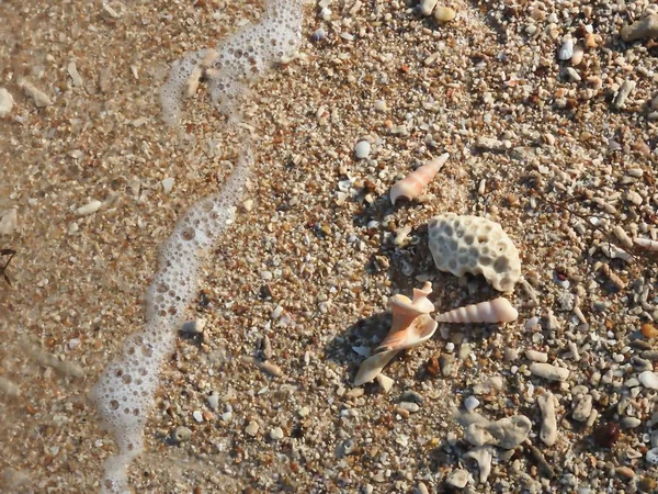 Seashell Praia Areia Khao Lak — Fotografia de Stock