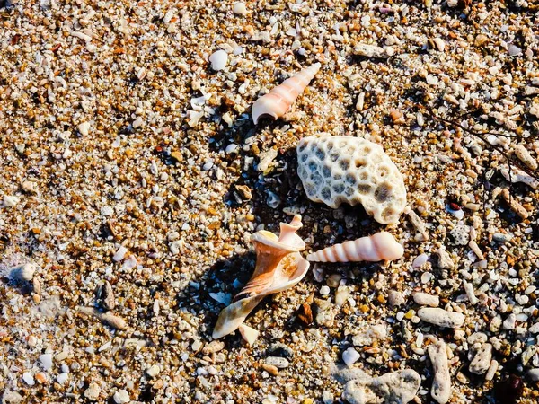 Zeeschelp Het Zandstrand Strand Van Khao Lak — Stockfoto