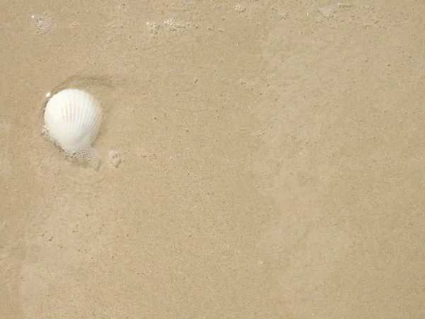 Seashell Praia Areia Khao Lak — Fotografia de Stock
