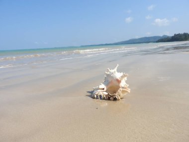 Seashell Tarih kumlu plaj, Khao Lak