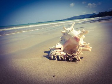 Seashell Tarih kumlu plaj, Khao Lak