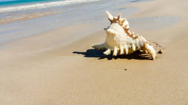 Seashell Tarih kumlu plaj, Khao Lak