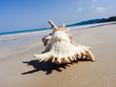 Seashell Tarih kumlu plaj, Khao Lak