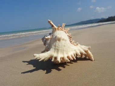 Seashell Tarih kumlu plaj, Khao Lak