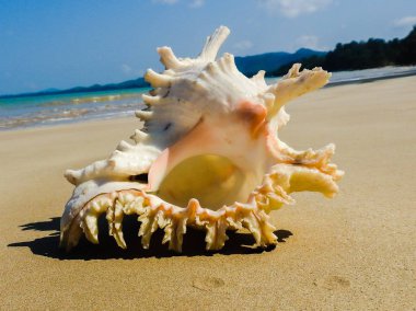 Seashell Tarih kumlu plaj, Khao Lak