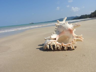 Seashell Tarih kumlu plaj, Khao Lak