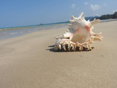 Seashell Tarih kumlu plaj, Khao Lak
