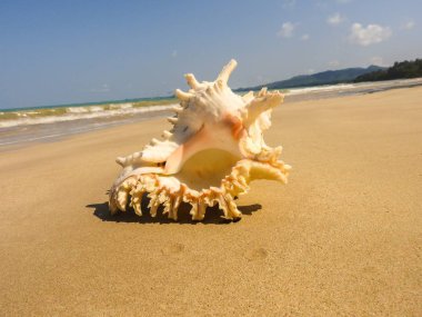 Seashell Tarih kumlu plaj, Khao Lak