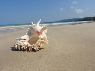 Seashell Tarih kumlu plaj, Khao Lak