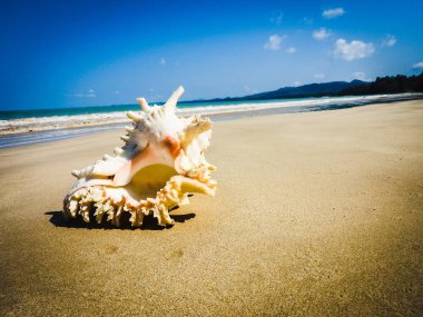 Seashell Tarih kumlu plaj, Khao Lak