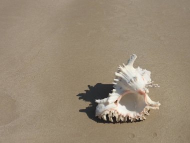 Seashell Tarih kumlu plaj, Khao Lak