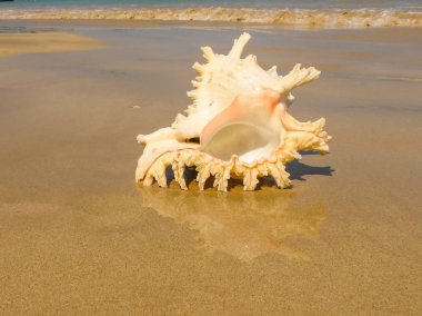 Seashell Tarih kumlu plaj, Khao Lak