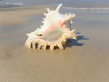 Seashell Tarih kumlu plaj, Khao Lak