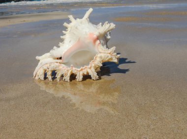 Seashell Tarih kumlu plaj, Khao Lak