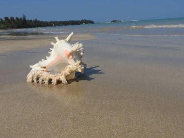Seashell Tarih kumlu plaj, Khao Lak
