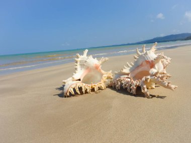 Seashell Tarih kumlu plaj, Khao Lak
