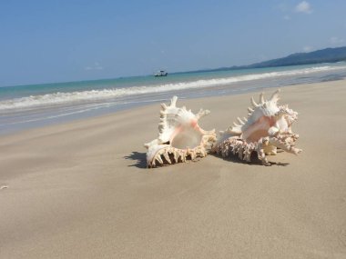 Seashell Tarih kumlu plaj, Khao Lak