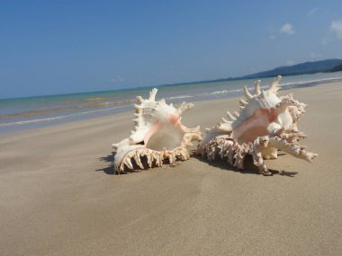 Seashell Tarih kumlu plaj, Khao Lak