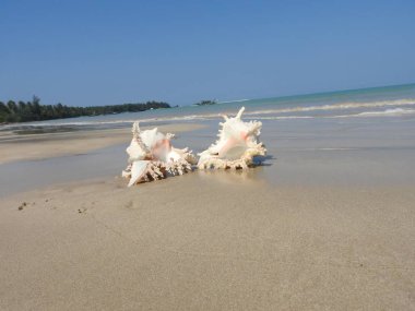 Seashell Tarih kumlu plaj, Khao Lak