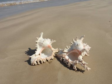 Seashell Tarih kumlu plaj, Khao Lak