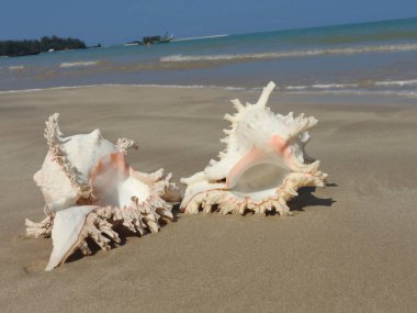 Seashell Tarih kumlu plaj, Khao Lak