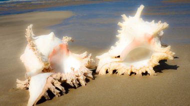 Seashell Tarih kumlu plaj, Khao Lak