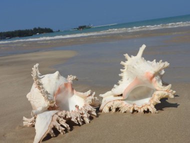Seashell Tarih kumlu plaj, Khao Lak