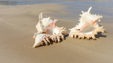 Seashell Tarih kumlu plaj, Khao Lak