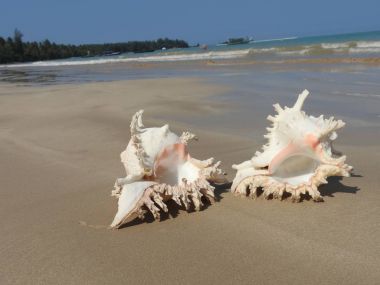Seashell Tarih kumlu plaj, Khao Lak