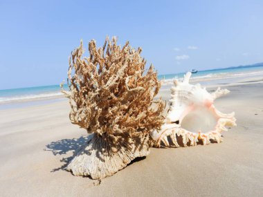 Seashell Tarih kumlu plaj, Khao Lak