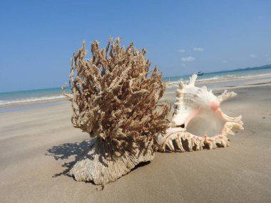 Seashell Tarih kumlu plaj, Khao Lak