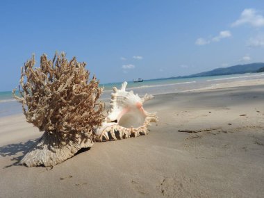 Seashell Tarih kumlu plaj, Khao Lak