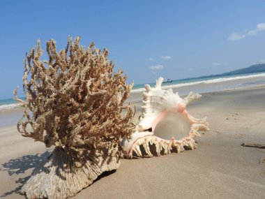Seashell Tarih kumlu plaj, Khao Lak