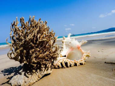 Seashell Tarih kumlu plaj, Khao Lak