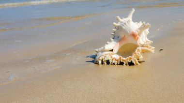 Seashell Tarih kumlu plaj, Khao Lak