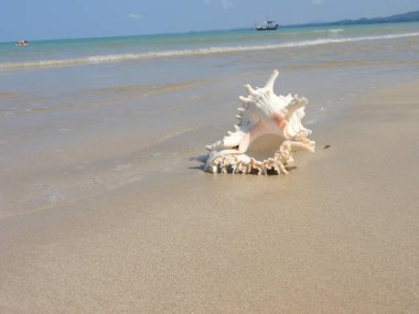 Seashell Tarih kumlu plaj, Khao Lak