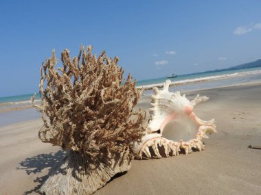 Seashell Tarih kumlu plaj, Khao Lak