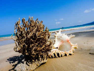 Seashell Tarih kumlu plaj, Khao Lak
