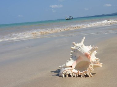Seashell Tarih kumlu plaj, Khao Lak