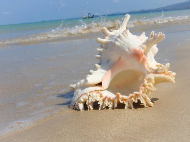Seashell Tarih kumlu plaj, Khao Lak