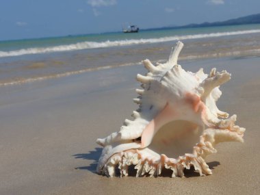 Seashell Tarih kumlu plaj, Khao Lak