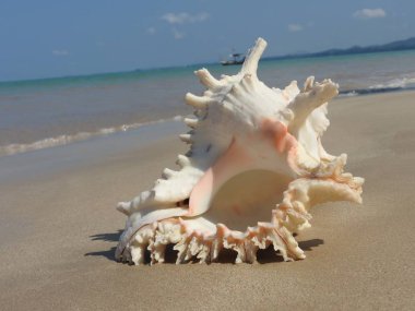 Seashell Tarih kumlu plaj, Khao Lak