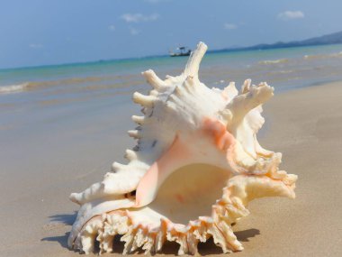 Seashell Tarih kumlu plaj, Khao Lak