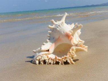 Seashell Tarih kumlu plaj, Khao Lak