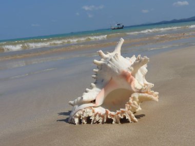 Seashell Tarih kumlu plaj, Khao Lak