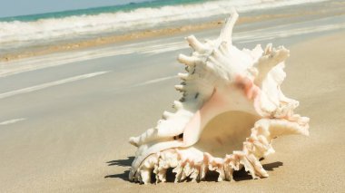 Seashell Tarih kumlu plaj, Khao Lak