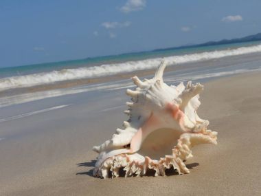 Seashell Tarih kumlu plaj, Khao Lak