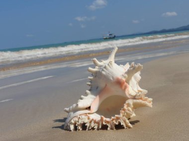 Seashell Tarih kumlu plaj, Khao Lak