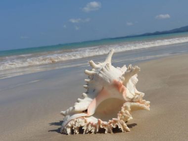 Seashell Tarih kumlu plaj, Khao Lak