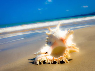 Seashell Tarih kumlu plaj, Khao Lak